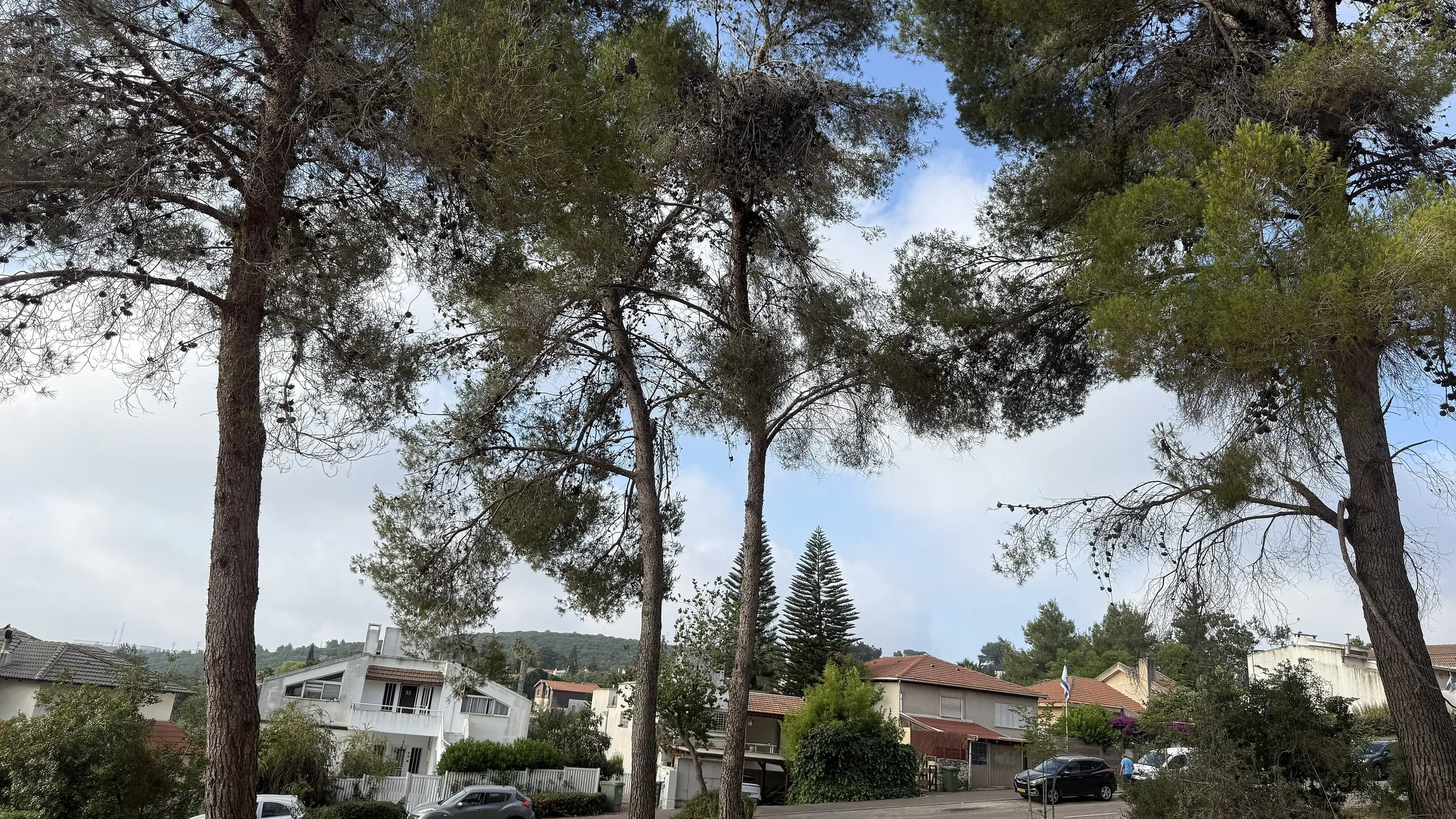 כפר ורדים, בתים בין עצי האורן
